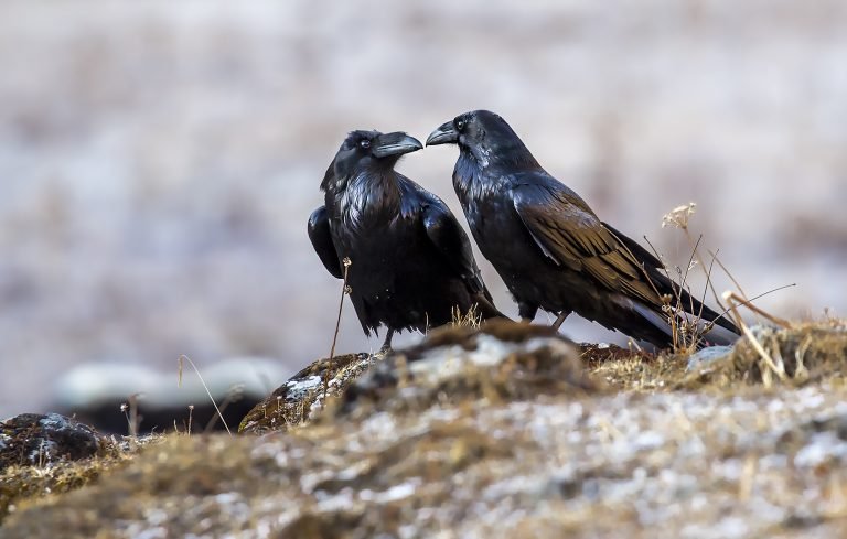 Bhutan Birding Tour